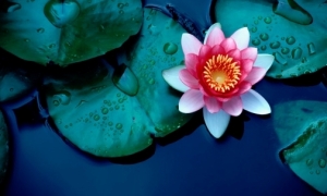 Lotus Flower India